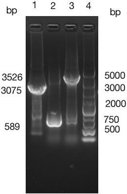 Overexpression of BIT33_RS14560 Enhances the Biofilm Formation and Virulence of Acinetobacter baumannii